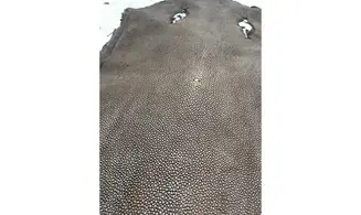 Peau de raie tannée